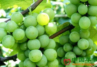 湖北恩施：葡萄热销 百姓致富 ()