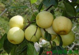 新疆额敏：早熟梨助果农脱贫致富 ()