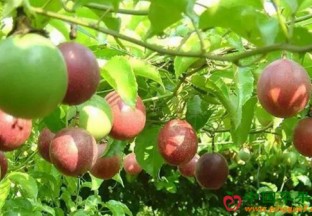 福建武平：百香果化身“致富果” ()