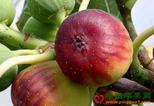 河南夏邑县：无花果化身致富果 ()