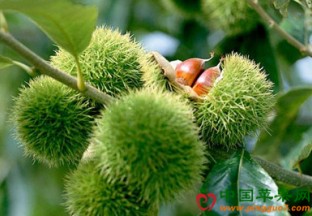 重庆奉节：300亩板栗丰产丰收 ()