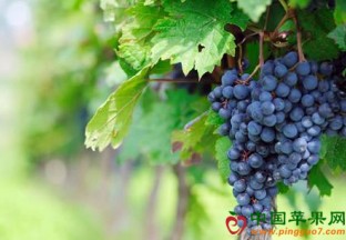 贵州三都：紫秋葡萄喜获丰收 ()