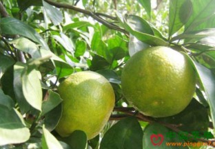 四川泸州：秋果抢占市场 ()