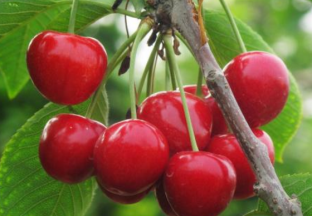 陕西渭滨区：大樱桃产业帮助百姓奔小康 ()