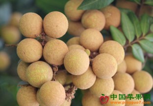 福建厦门：龙眼喜获丰收 ()