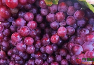甘肃临泽：万亩红提葡萄开始上市 ()