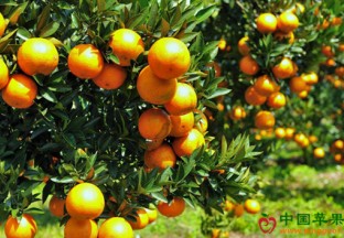 广西昭平：种植柑桔帮助百姓脱贫 ()