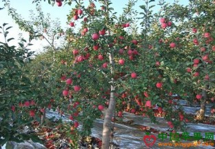 甘肃静宁：苹果树化身“摇钱树” ()