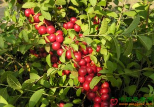 山西夏县：发展钙果种植  促进百姓增收 ()