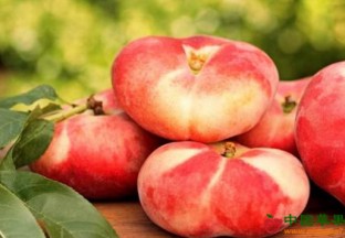 新疆额敏县：蟠桃喜获丰收 ()