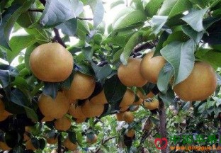 安徽庐江：黄晶梨化身金果子 ()