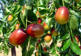 湖南：脆枣产业带动百姓富起来 ()