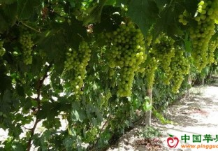 新疆沙湾：葡萄园里的巾帼带头人 ()