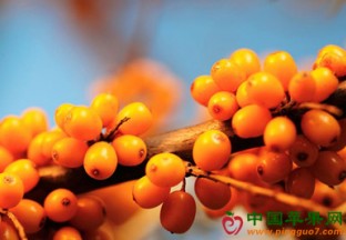 新疆青河：万亩沙棘喜获丰收 ()