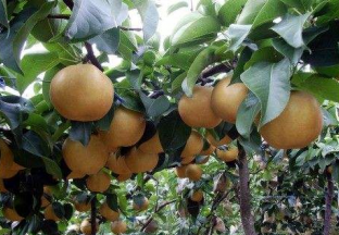 安徽庐江：黄晶梨化身“致富梨” ()