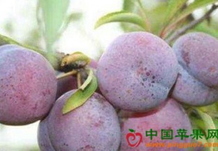 重庆云阳：“安哥诺”李子丰收在望 ()