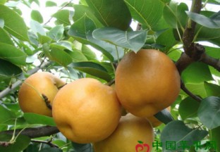 山东郯城县：百亩梨果喜丰收 ()