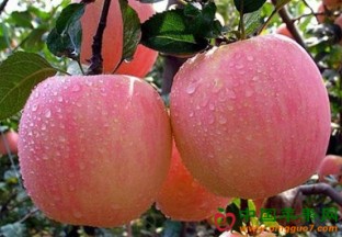 山东沂源：苹果减产不减收 ()