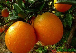 美国加州：脐橙产量上涨 ()