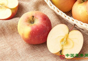 苹果新品种“秦月”通过鉴定 ()