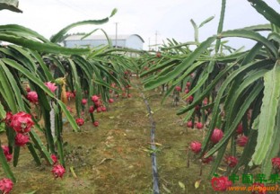 山东定陶：火龙果种植助扶贫 ()