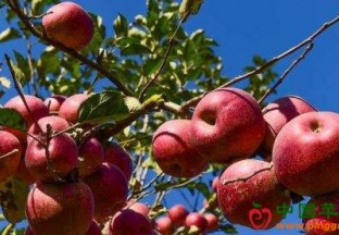 2018首届昭通苹果认养文化旅游节开幕 ()