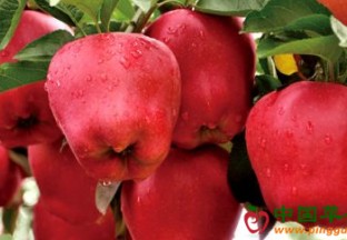 甘肃礼县苹果：掀开电商扶贫新篇章 ()