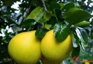 广西环江：红心香柚大量上市 ()