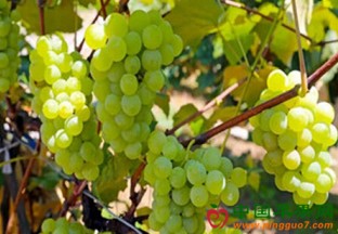 湖北建始：种植白玫瑰葡萄 年入数万 ()