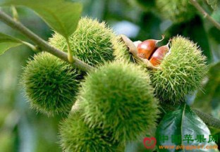 湖北罗田：板栗喜获丰收 ()