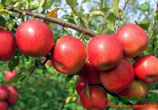 中秋节前  苹果价格高 ()