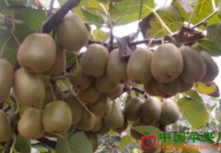 陕西城固：猕猴桃成百姓致富新宠 ()