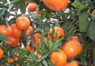 四川绵阳盐亭：推进杂柑产业发展 带动农民增收 ()