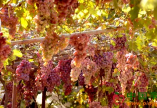 新疆昌吉：葡萄丰产又丰收 ()