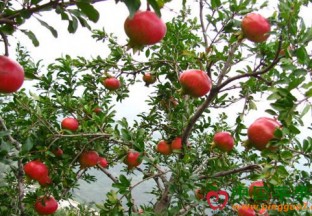 河北元氏县：石榴喜获丰收 ()