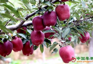 甘肃甘谷：互联网上卖起金苹果 ()