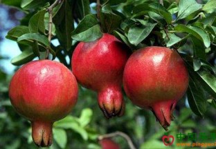 河北元氏县：大红石榴获丰收 ()