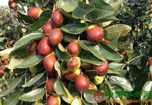 浙江义乌：大枣丰产不丰收 ()