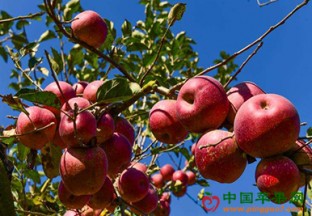 苹果“祖先林”拯救工作出成效 ()