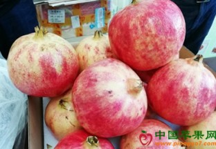 江苏泗洪：软籽石榴产业发展迅速 ()