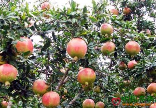 河南荥阳：第十四届河阴石榴文化节开幕 ()