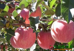 北京密云：万亩苹果开启采摘盛宴 ()