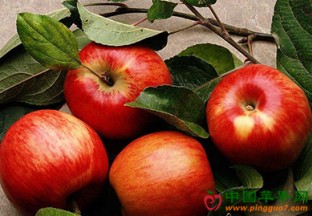 小苹果今年成“金果子” ()