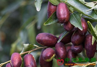 宁夏红枣：深加工带来大商机 ()