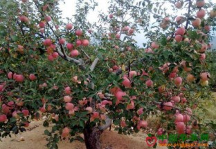 北京密云：万亩苹果采摘季开幕 ()