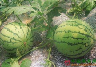 黑龙江齐齐哈尔：晚西瓜种植帮助百姓致富脱贫 ()