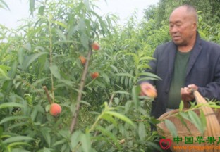江苏东海：果园丰收 果农致富 ()