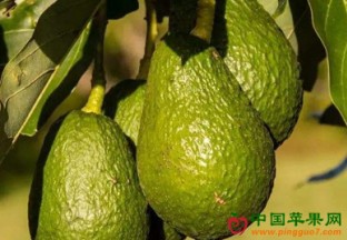 巴西牛油果出口快速增长 ()