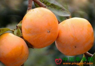 重庆武隆：甜柿大量上市交易 ()