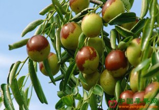 河北沧州：黄骅冬枣丰产丰收 ()